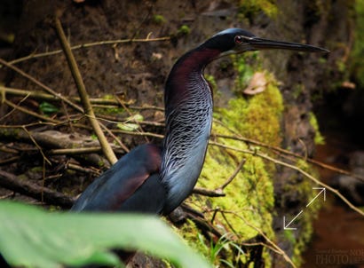 Agami Heron (Agamia agami)