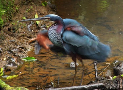 Agami Heron (Agamia agami)