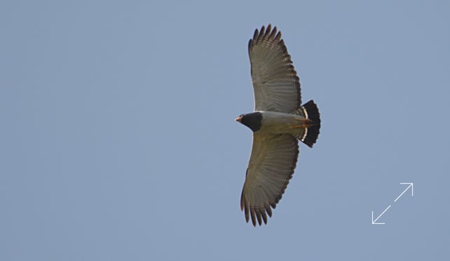 Barred Hawk (Morphnarchus princeps)