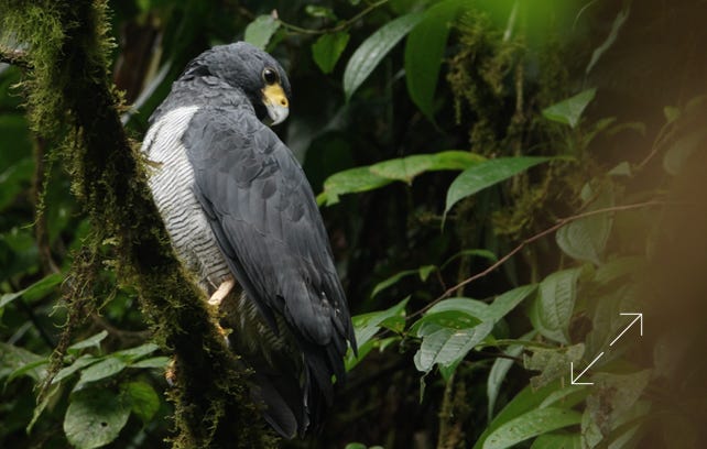 Barred Hawk (Morphnarchus princeps)