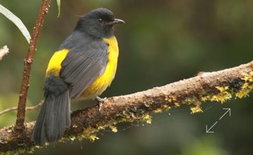 Black and Yellow Silky-Flycatcher