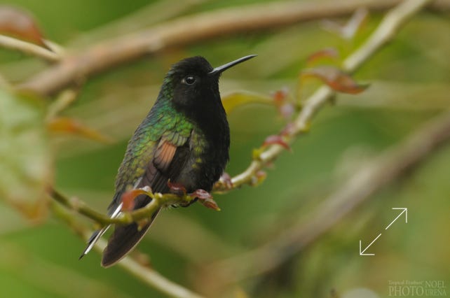 Black-bellied Hummingbird (Eupherusa nigriventris)