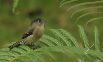 Black-capped Flycatcher (Empidonax atriceps)