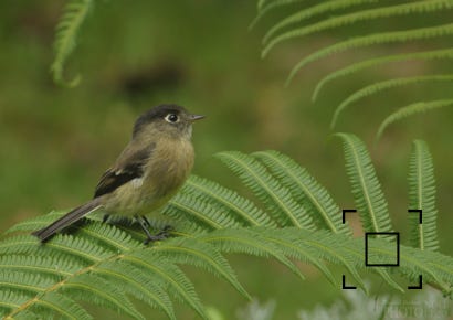 Black-capped Flycatcher