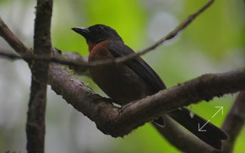 Black-cheeked Ant-Tanager