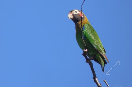 Brown-hooded Parrot (Pyrilia haematotis)