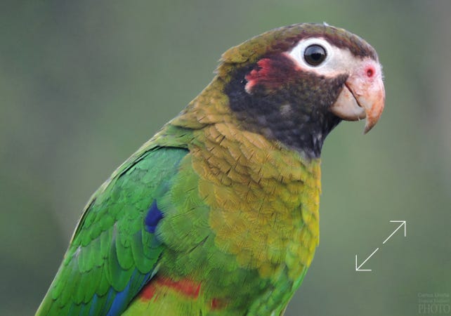 Brown-hooded Parrot (Pyrilia haematotis)