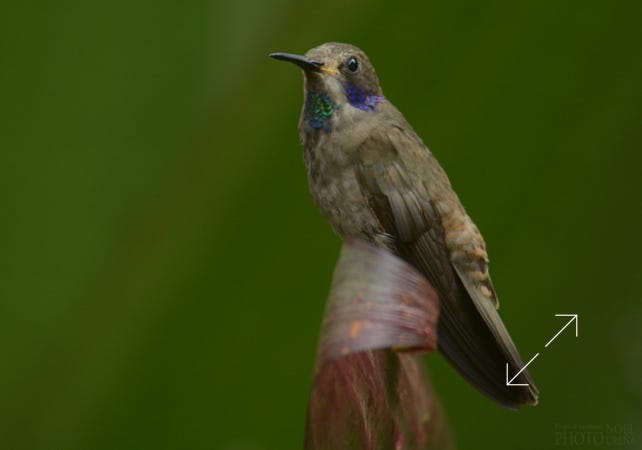 Brown Violetear (Colibri delphinae)