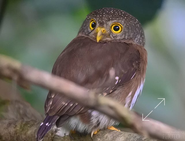 Central American Pygmy-Owl (Glaucidium griseiceps)