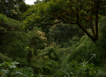 Highland Cloud Forest, Talamanca