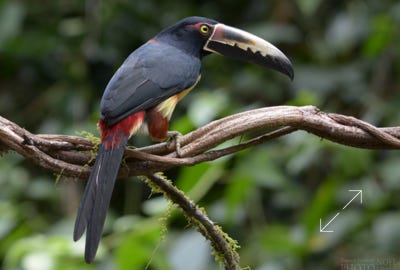 Collared Aracari (Pteroglossus torquatus)