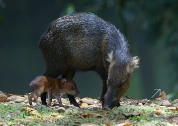 Collared Peccarie (Tayassu tajacu)