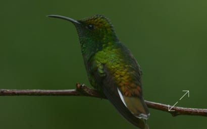 Coppery-headed Emerald (Elvira cupreiceps)