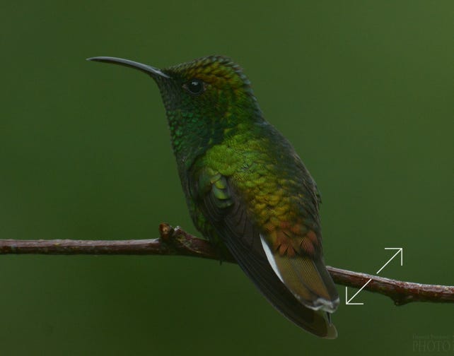 Coppery-headed Emerald (Elvira cupreiceps)