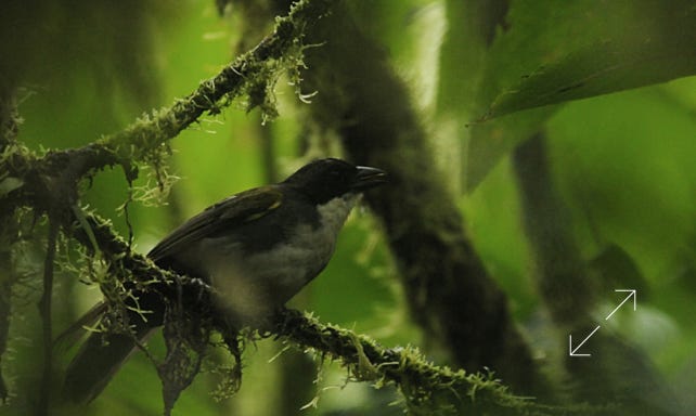Costa Rican Brush-Finch (Arremon costaricensis)