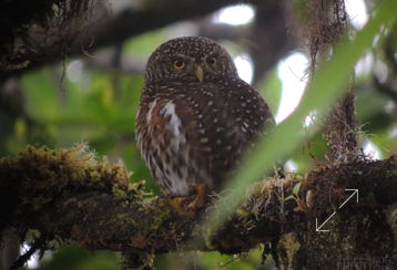 Costa Rica Pygmy-Owl