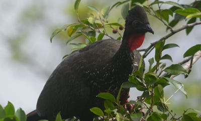 Crested Guan (Penelope purpurascens)