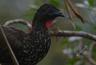 Crested Guan (Penelope purpurascens)