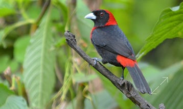 Crimson-collared Tanager