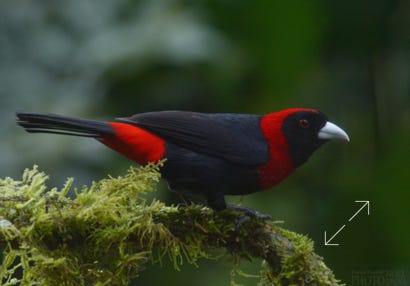 Crimson-collared Tanager