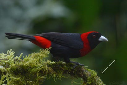 Crimson-collared Tanager (Ramphocelus sanguinolentus)