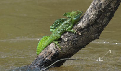 Emerald Basilisk