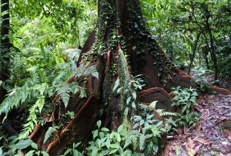 Esquinas Rainforest Lodge