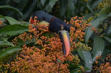 Fiery-billed Aracari (Pteroglossus frantzii)