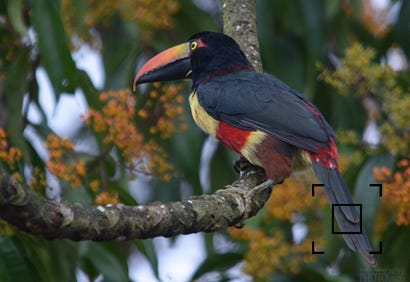 Fiery-billed Aracari