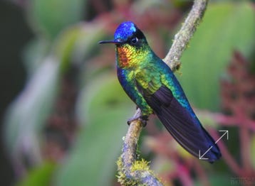 Fiery-throated Hummingbird (Panterpe insignis)