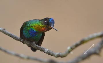 Fiery-throated Hummingbird (Panterpe insignis)