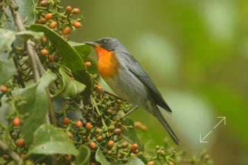 Flame-throated Warbler (Oreothlypis gutturalis)