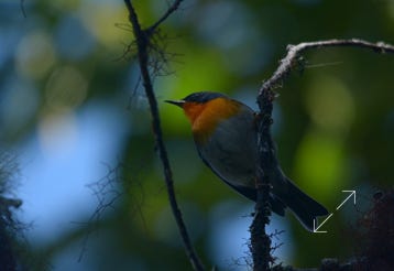 Flame-throated Warbler