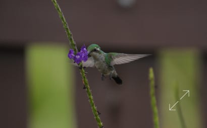 Garden Emerald (Chlorostilbon assimilis)