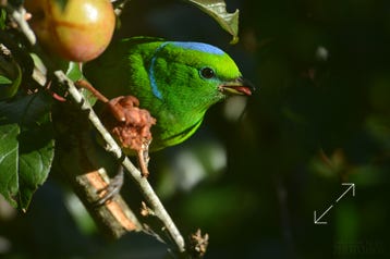 Golden-browed Chlorophonia (Chlorophonia callophrys)