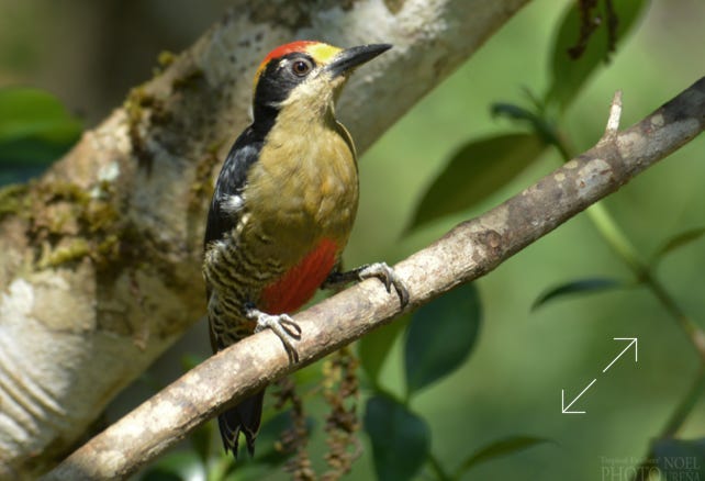 Golden-naped Woodpecker (Melanerpes chrysauchen)