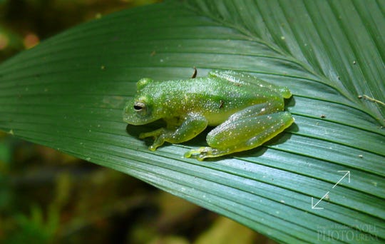 Granular Glass Frog