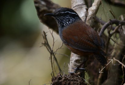 Gray-breasted Wood-Wren (Henicorhina leucophrys)