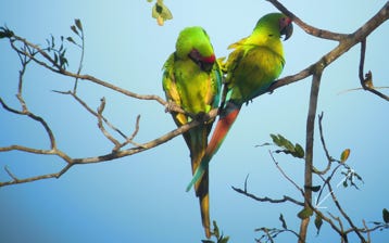 Great Green Macaw (Ara ambiguus)