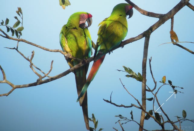 Great Green Macaw (Ara ambiguus)