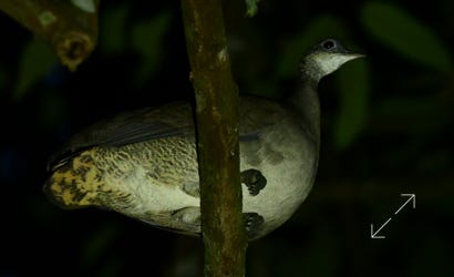 Great Tinamou (Tinamus major)