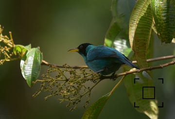 Green Honeycreeper