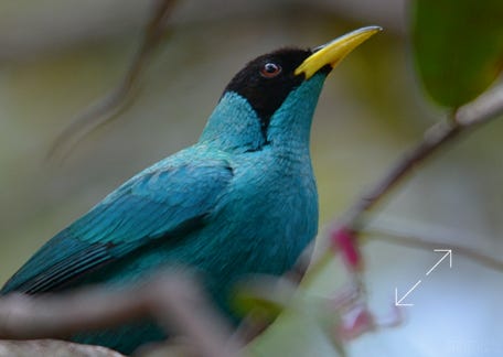 Green Honeycreeper (Chlorophanes spiza)