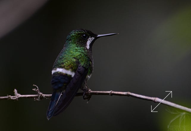 Green Thorntail (Discosura conversii)