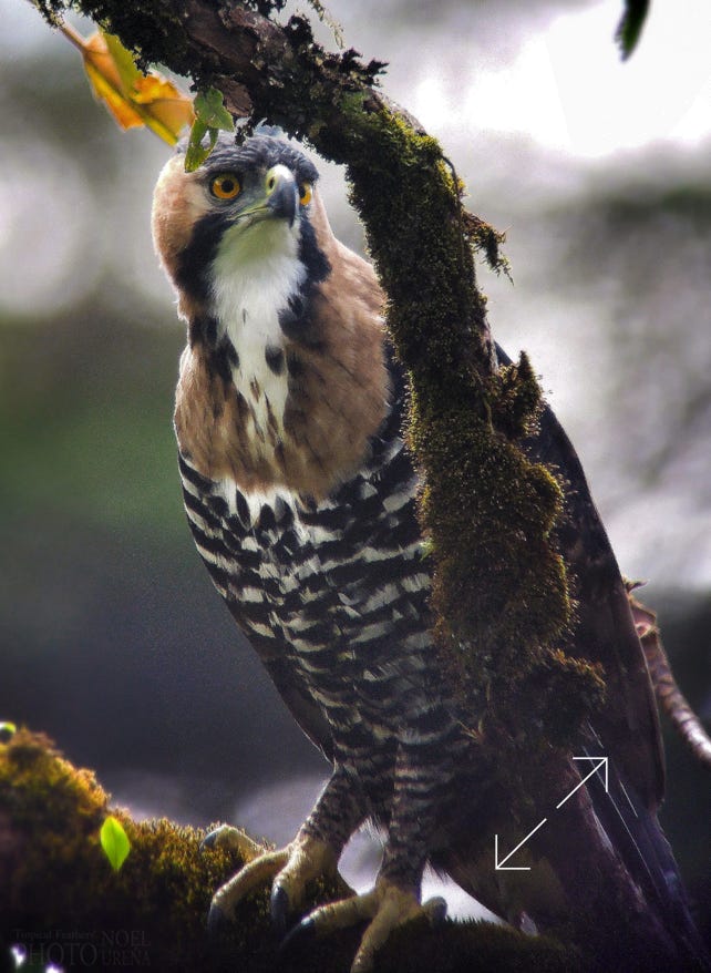 Ornate Hawk-Eagle (Spizaetus ornatus)