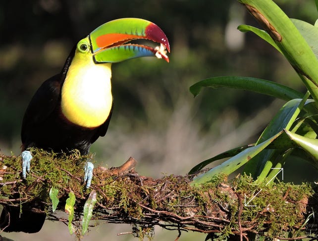 Keel-billed Toucan (Ramphastos sulfuratus)