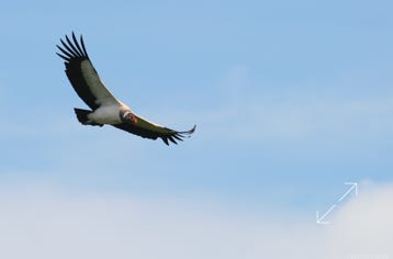 King Vulture