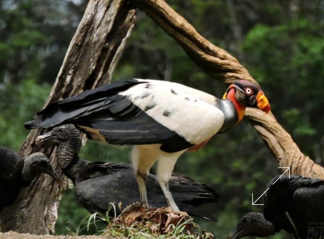 King Vulture (Sarcoramphus papa)