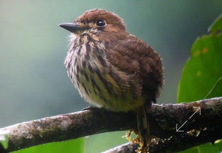 Lanceolated Monklet (Micromonacha lanceolata)