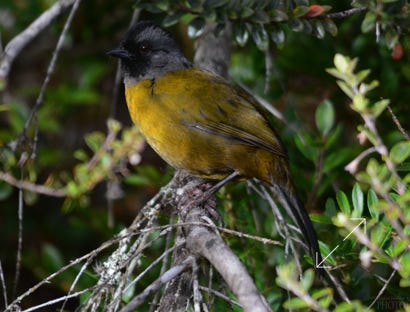 Large-footed Finch (Pezopetes capitalis)